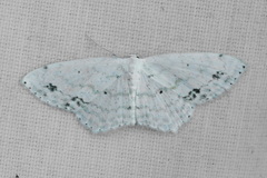 Scopula phyxelis