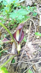 Arum elongatum