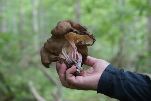 Gyromitra sphaerospora image