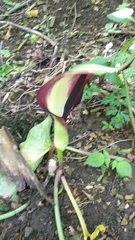 Arum elongatum