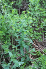 Euphorbia condylocarpa
