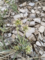 Ipomopsis spicata spicata