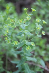 Euphorbia condylocarpa