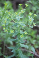 Euphorbia condylocarpa