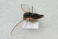 Cicadetta montana