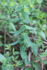 Euphorbia condylocarpa