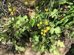 Youngia thunbergiana