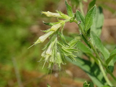 Lithospermum virginianum