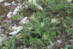 Astragalus fragrans