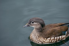 Aix galericulata