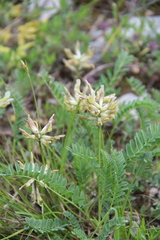 Astragalus fragrans