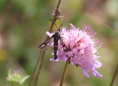 Chamaesphecia bibioniformis