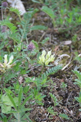 Astragalus fragrans