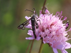 Chamaesphecia bibioniformis