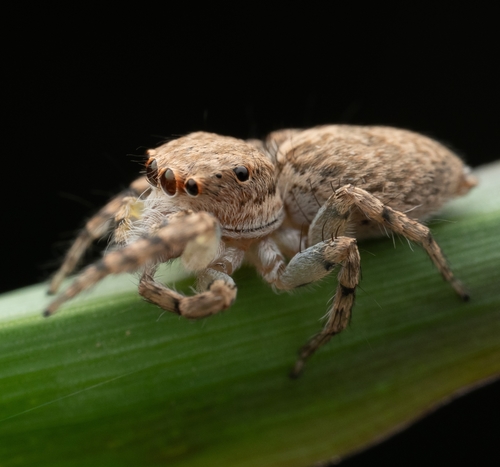 Cytaea maoming Yu & Zhang, 2022