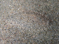 Arnoglossus