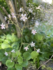 Micranthes stellaris