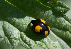 Harmonia axyridis