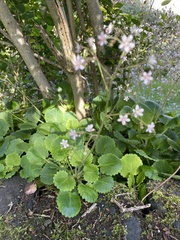 Micranthes stellaris