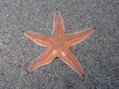 Astropecten irregularis