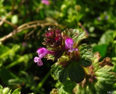 Lamium amplexicaule