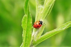 Coccinella septempunctata