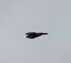 Accipiter