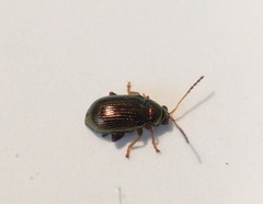 Crepidodera fulvicornis
