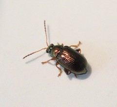 Crepidodera fulvicornis