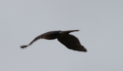 Accipiter