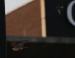 Accipiter