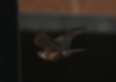 Accipiter