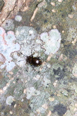 Sinocymbachus humerosus