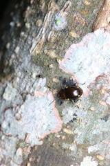 Sinocymbachus humerosus