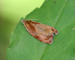 Olethreutes ochrosuffusanum