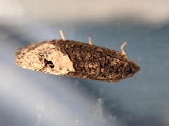 Ecdytolopha