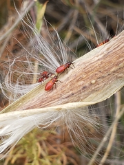 Oncopeltus fasciatus