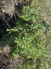 Hypericum frondosum