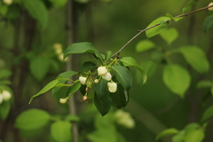 Malus