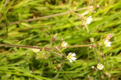 Cerastium fontanum