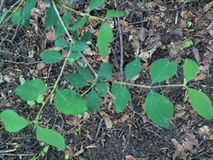 Symphoricarpos albus