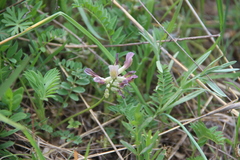 Astragalus fragrans