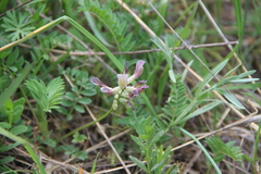Astragalus fragrans