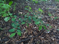 Symphoricarpos albus
