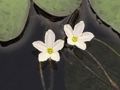 Nymphoides aquatica