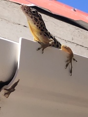 Anolis sabanus