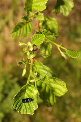 Alnus glutinosa