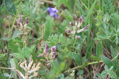 Astragalus fragrans