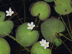 Nymphoides aquatica