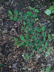 Symphoricarpos albus